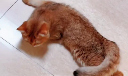 母猫发出低沉的呜呜声什么意思 母猫发出低沉的呜呜声什么意思