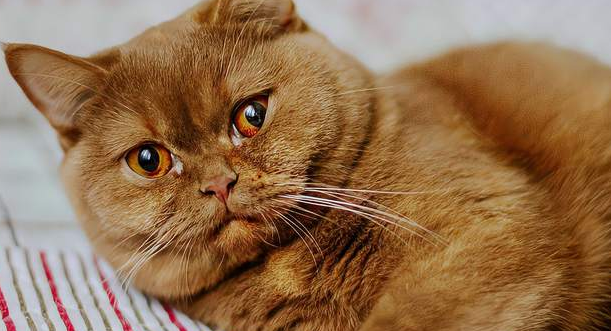 小母猫几个月开始发情正常 小母猫几个月开始发情正常
