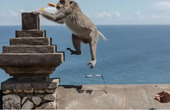 巴厘岛上猴子光天化日抢游客手机、钱包~ 巴厘岛上猴子光天化日抢游客手机、钱包~