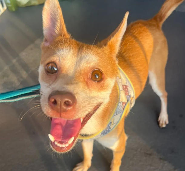 从遗弃到被爱!昨天闵行这里爆满,只为TA们找新家 从遗弃到被爱!昨天闵行这里爆满,只为TA们找新家