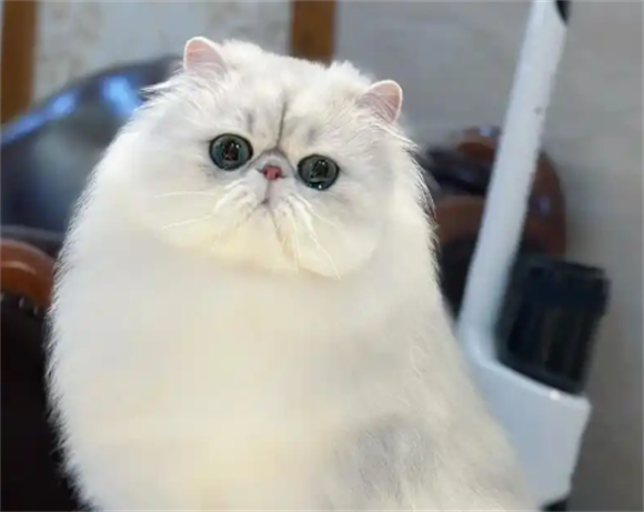 守护金吉拉毛发健康:真菌感染预防与科学护理指南 守护金吉拉毛发健康:真菌感染预防与科学护理指南