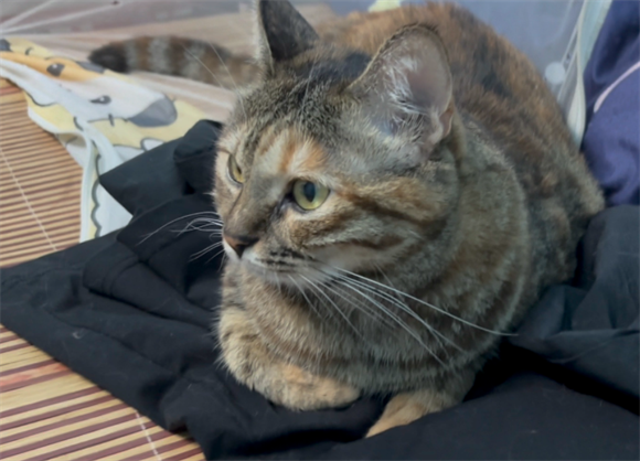 宠物猫应激怎么办