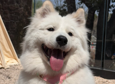 狗狗被撞了自救三招