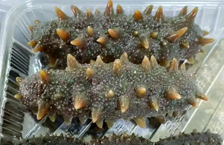 海参的功效和作用有哪些 海参的功效和作用有哪些