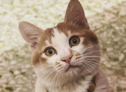 如何防止公猫到处撒尿 如何防止公猫到处撒尿