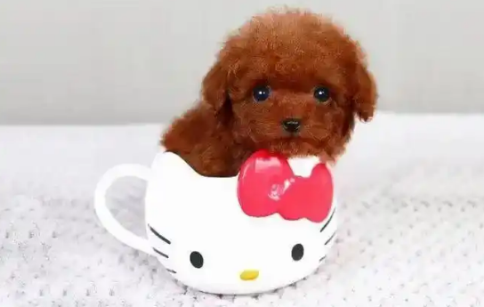 茶杯犬的耐热极限:35℃即达危险阈值 茶杯犬的耐热极限:35℃即达危险阈值