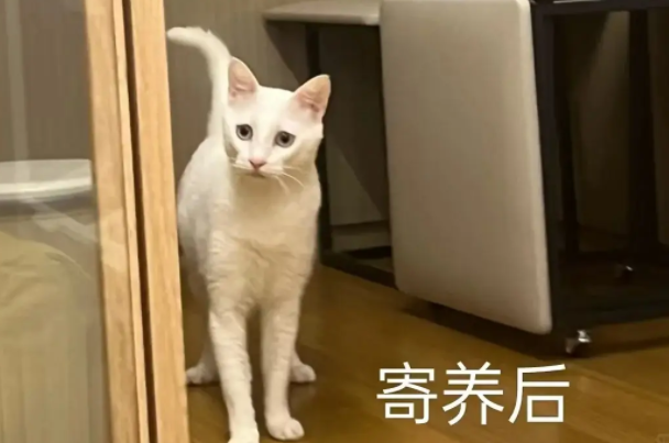 崩溃!寄养 7 天,宠物回家后见人就躲,毛孩子经历了什么? 崩溃!寄养 7 天,宠物回家后见人就躲,毛孩子经历了什么?