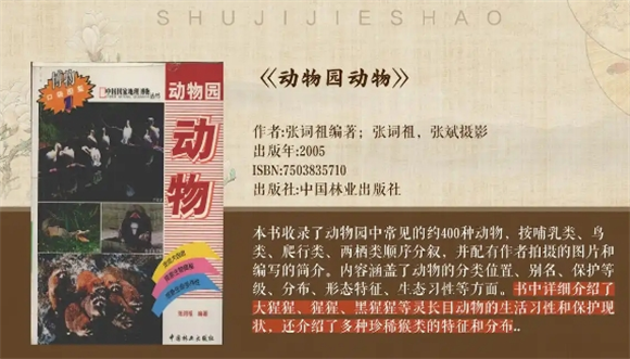 鹦鹉世界的色彩乐章:折衷鹦鹉的独特魅力 鹦鹉世界的色彩乐章:折衷鹦鹉的独特魅力