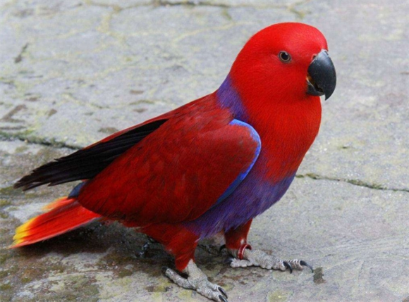 折衷鹦鹉:红绿交叉的历史 折衷鹦鹉:红绿交叉的历史