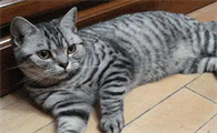 怎么预防换季时猫咪着凉