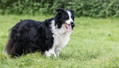小型犬比大型犬更容易老叫吗