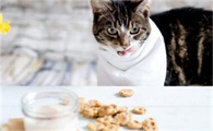 猫可以吃生的鸡胸肉吗