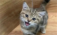 猫关节炎这种病严重吗