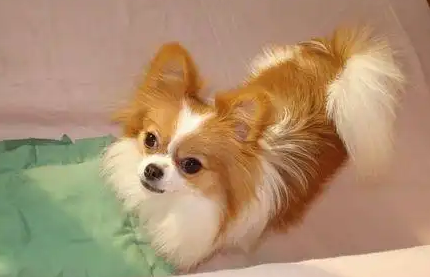 蝴蝶犬:美丽与忠诚的完美结合 蝴蝶犬:美丽与忠诚的完美结合