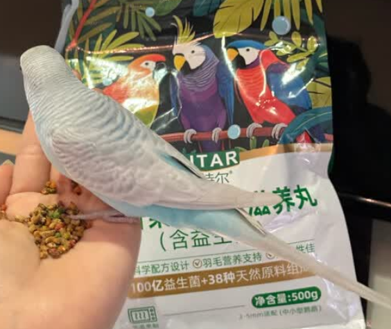 AITAR爱特尔鹦鹉饲料,38种天然食材尽在其中 AITAR爱特尔鹦鹉饲料,38种天然食材尽在其中