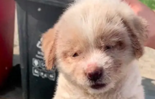 捡到一只全身是跳蚤的小狗,喷驱虫洗澡掉了上千只 捡到一只全身是跳蚤的小狗,喷驱虫洗澡掉了上千只