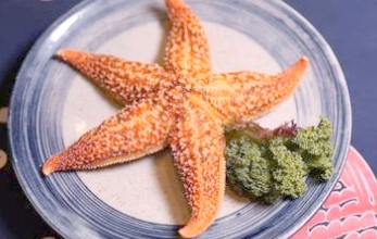 海星有多少条腿