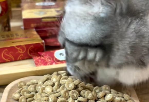 国产猫粮天花板登场!弗列加特猫粮让我家猫咪爱疯了! 国产猫粮天花板登场!弗列加特猫粮让我家猫咪爱疯了!