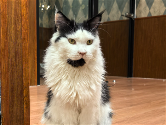 猫咪生化检查是干嘛的