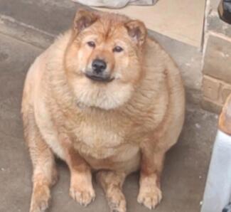 狗狗肥胖该如何控制饮食