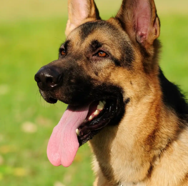 一般人真的不要随便养德国牧羊犬!这些危害,不是谁都可以接受的 一般人真的不要随便养德国牧羊犬!这些危害,不是谁都可以接受的