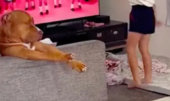 小学生在家天天学跳舞,连狗狗都投来嫌弃眼神 小学生在家天天学跳舞,连狗狗都投来嫌弃眼神