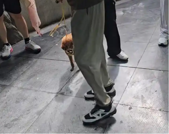 河南一动物园熊猫馆多次被曝有宠物狗入内 河南一动物园熊猫馆多次被曝有宠物狗入内