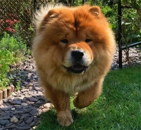松狮犬患上佝偻病，绝非小事需警惕