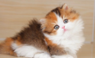 猫癣怎么样是好转趋势
