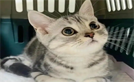 猫堵塞尿道怎么缓解