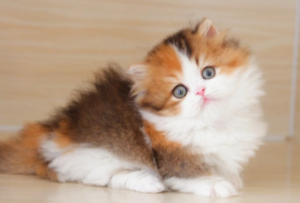 猫咪怀孕后的症状