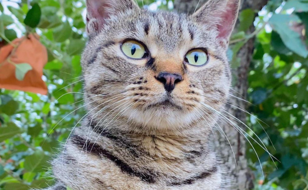 狸花猫：流淌在古籍里的本土精灵