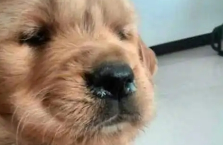 狗狗流清鼻涕能自愈吗
