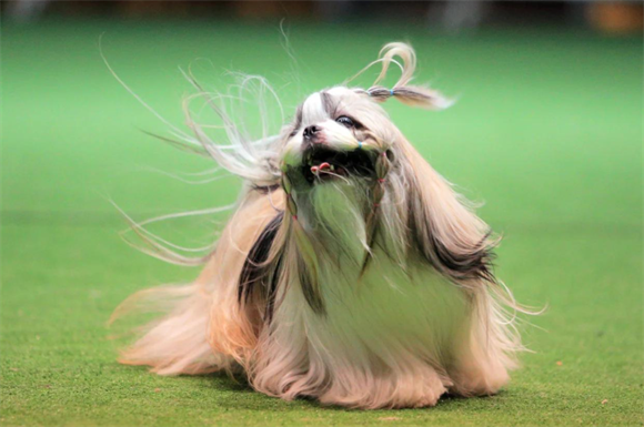西施犬需要每天遛吗？科学遛狗让毛孩子更健康