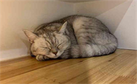 猫咪尿道炎症状表现有哪些