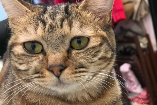 怎样预防猫咪中暑的发生