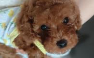 狗狗球菌怎么引起的