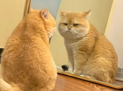 猫咪青光眼怎么治疗 猫咪青光眼怎么治疗