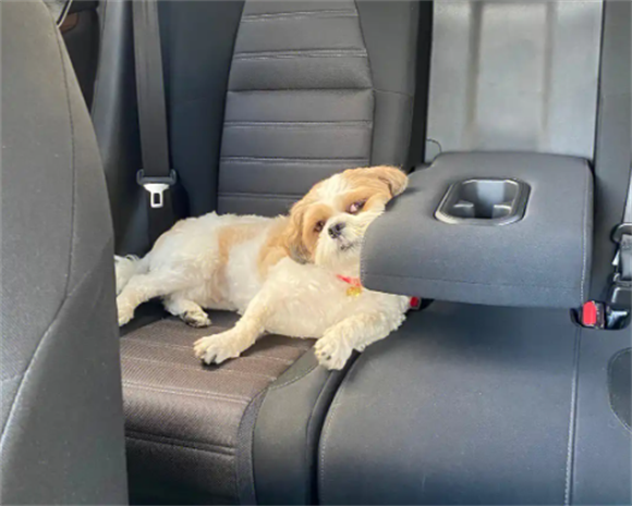 西施犬的性格怎么样？温顺黏人惹人爱