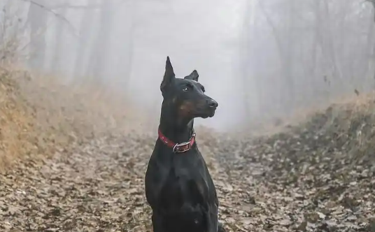 杜宾犬是是外刚内柔的西装暴徒,你敢养吗? 杜宾犬是是外刚内柔的西装暴徒,你敢养吗?