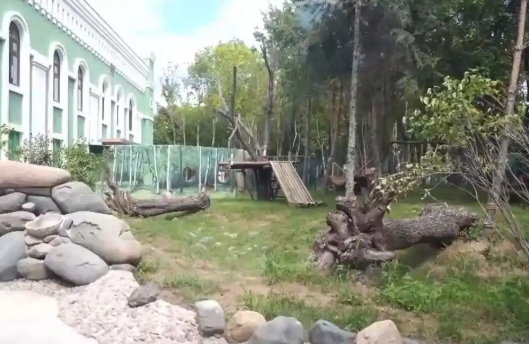 冰城迎萌主大熊猫“芝士”“芝麻”正式营业啦 冰城迎萌主大熊猫“芝士”“芝麻”正式营业啦