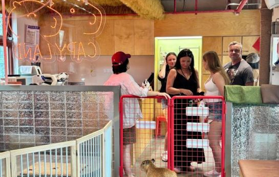 为什么宠物正在成为当代人的“生活搭子”? 为什么宠物正在成为当代人的“生活搭子”?