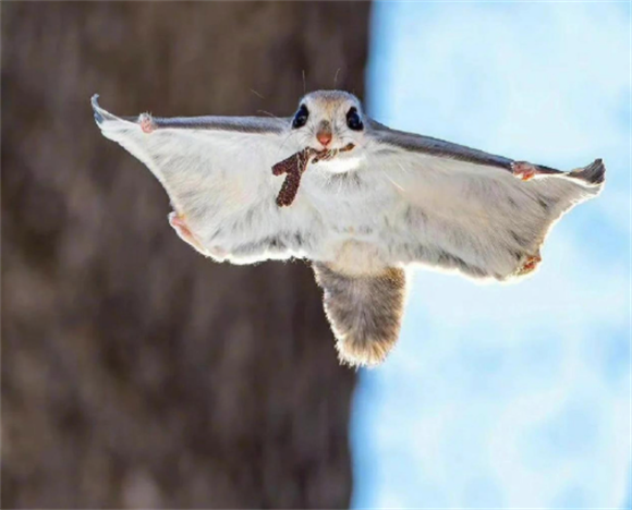 养飞鼠的食物秘诀：这些食材让它们健康易养