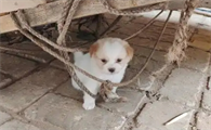 狗狗不进食是什么原因