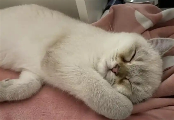 母猫生后多久怀第二胎 母猫生后多久怀第二胎