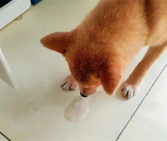 狗被水呛死是什么样子的