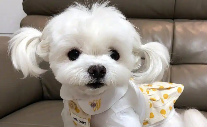 马尔济斯犬：忠诚至深，给主人无尽温暖守护