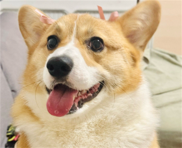 狗瘙痒有红点点怎么治疗
