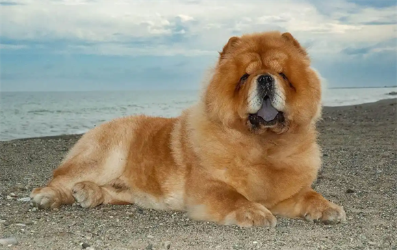 松狮犬的静与倔：安静是表象，难搞是真相