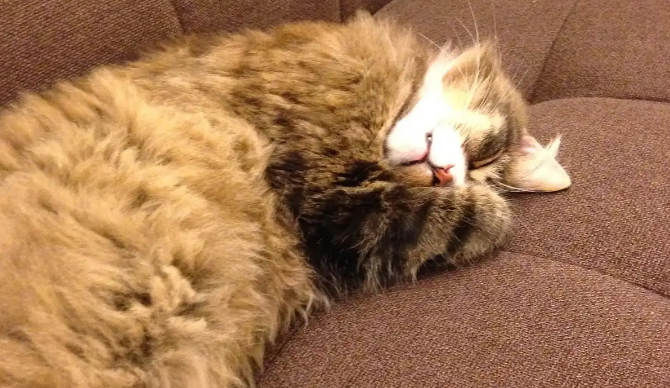 猫不在窝里睡觉怎么办 猫不在窝里睡觉怎么办